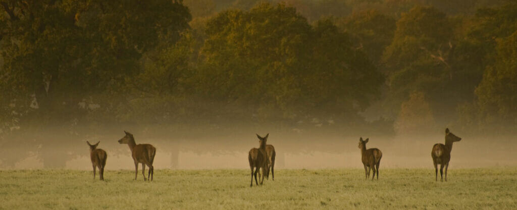 Deer