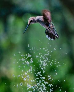 Hummingbird from Mason, Texas