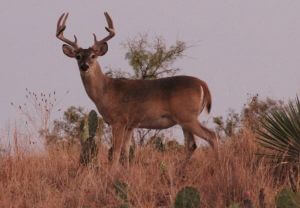 Destination Mason, Texas is where you can discover the beautiful Wildlife.