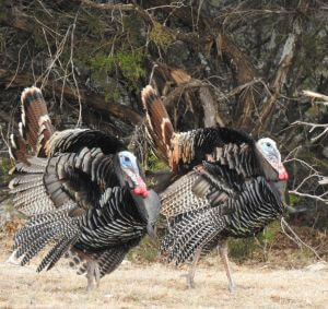 Turkey