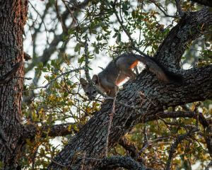 climbingfoxkit
