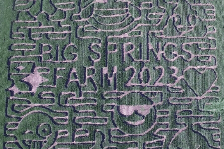 Corn maze at Big Springs Farm
