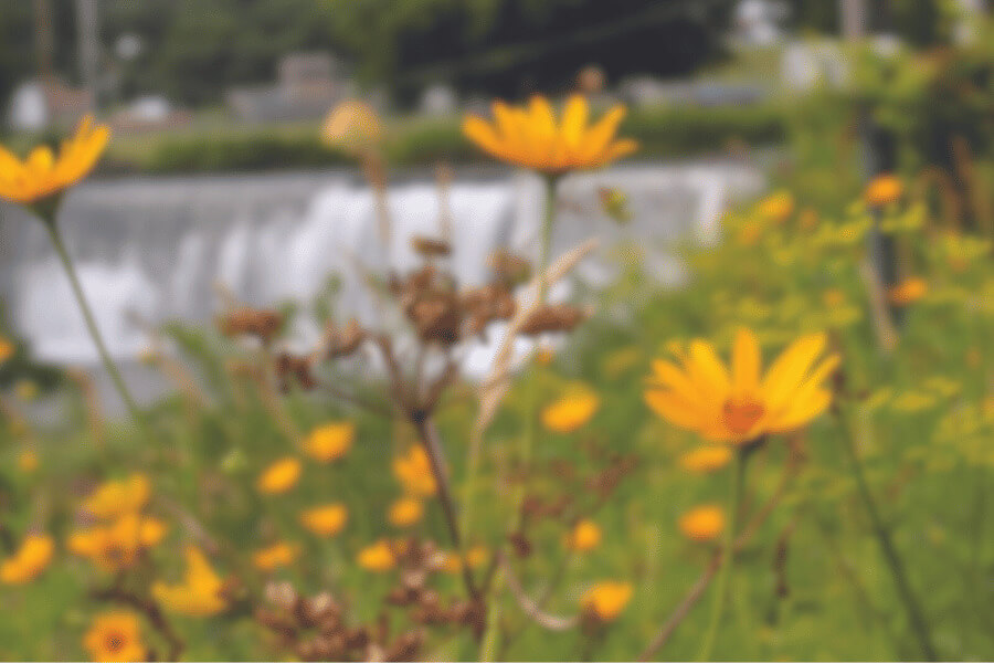 Spring flowers blooming by the Lanesboro dam