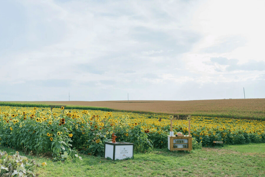 Sunflower field and pumpkin patch at Big Springs Farm in Lanesboro, MN