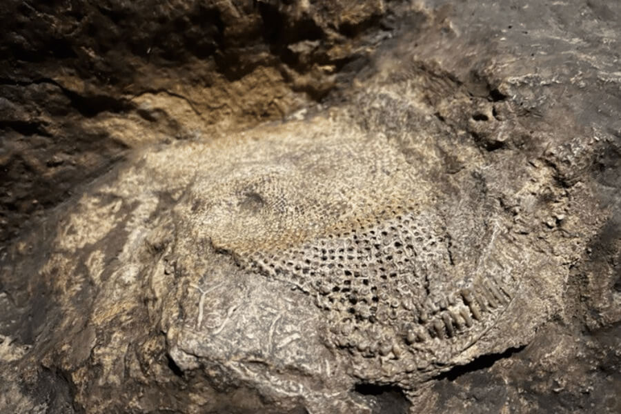 A fossil in Niagara Cave