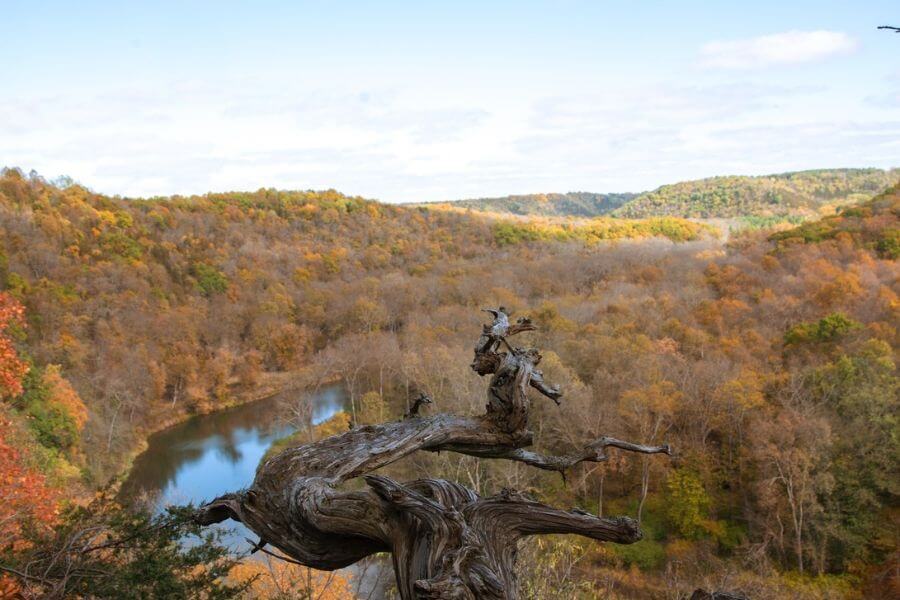 Overlook view at Eagle Bluff in Bluff Country, showing the Root River winding through hills covered in fall colors with a weathered tree in the foreground.