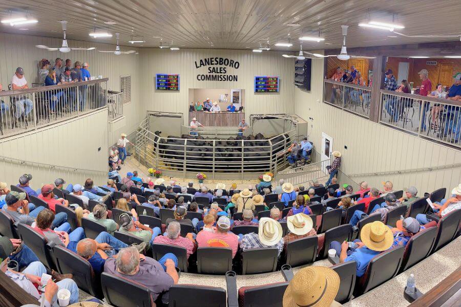 Crowd gathered inside the new Lanesboro Sales Commission arena watching a live cattle auction, with auctioneers at the front and cattle in the ring.