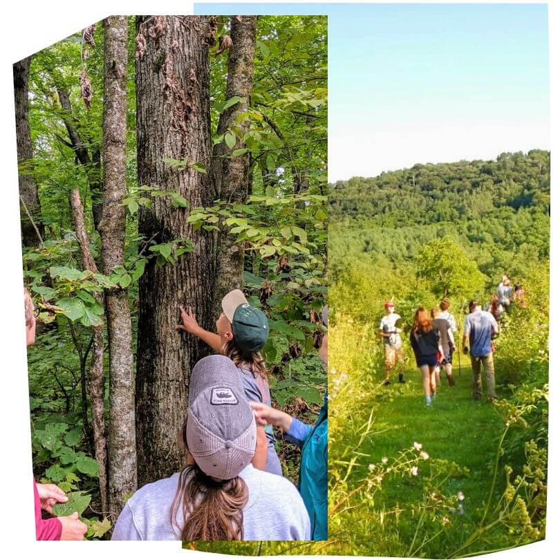 Group of hikers exploring the Driftless Area near Lanesboro, Minnesota — one group studies a tree up close in a forest, while another group walks along a grassy bluff trail with views of rolling green hills.