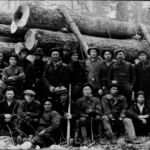 Timberlands being harvested loggerfest heritage