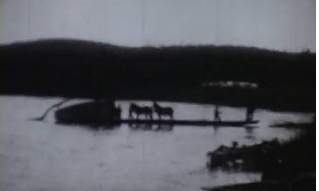 Horses on a river barge crossing the Allagash River in Northern Maine circa 1930s from the Cunliffe depot era