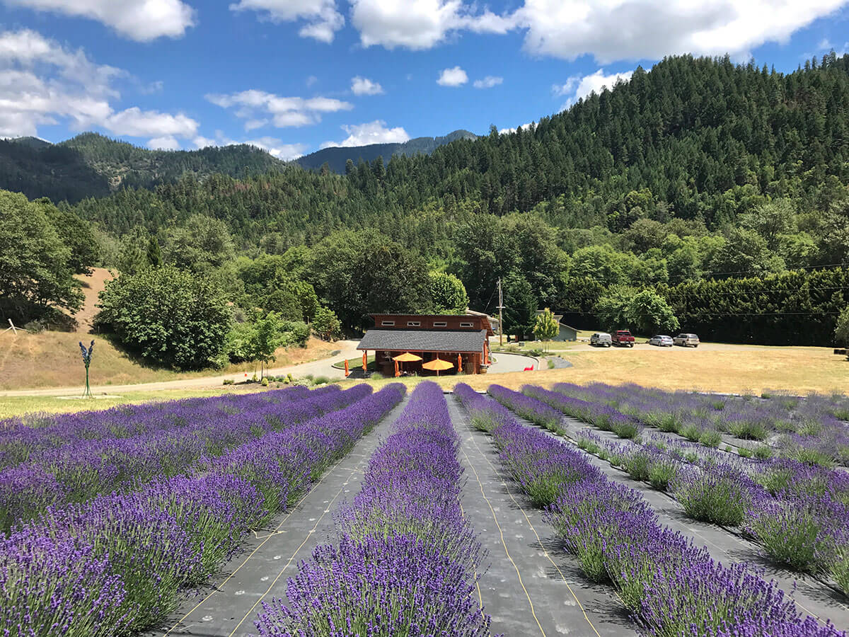 lavendar fields