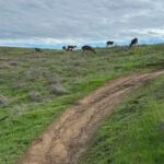 Deer spotted in Santa Clara County's great outdoors. Image credit: Supervisor Ellenberg