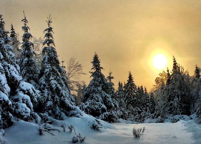 Artistic Winter Scene Firs, snows and setting sun