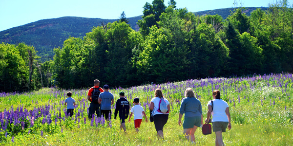 Family Hiking through a Lupine field