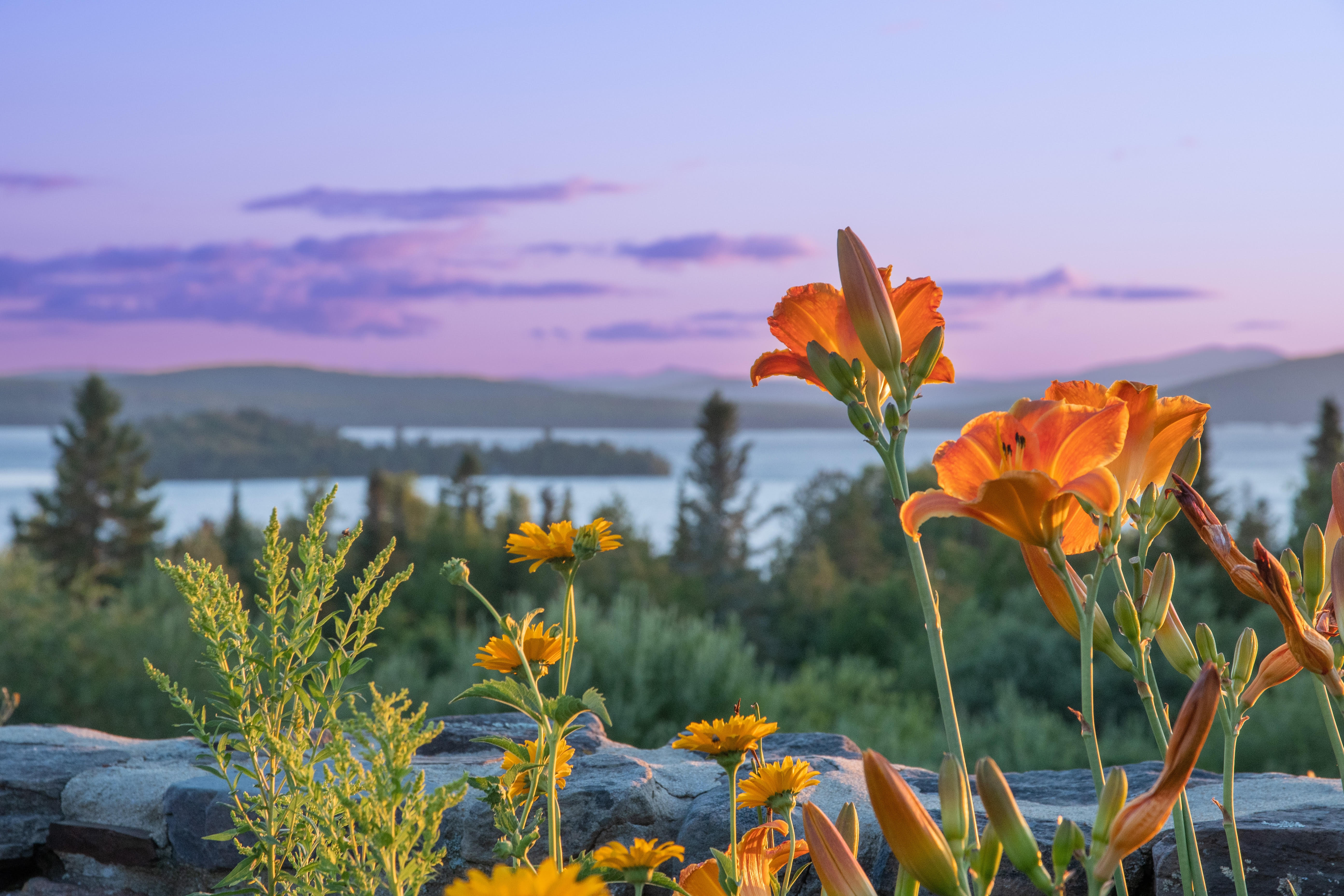 Picture with orange day lilies and other flowers in the front with Rangeley Lake in the background.