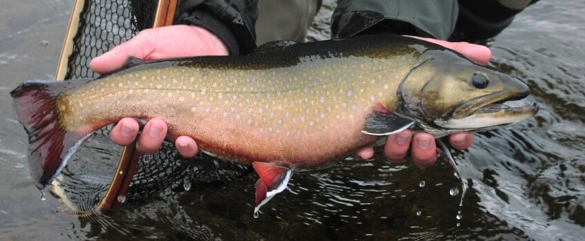 Beautiful Trout Caught Fly Fishing