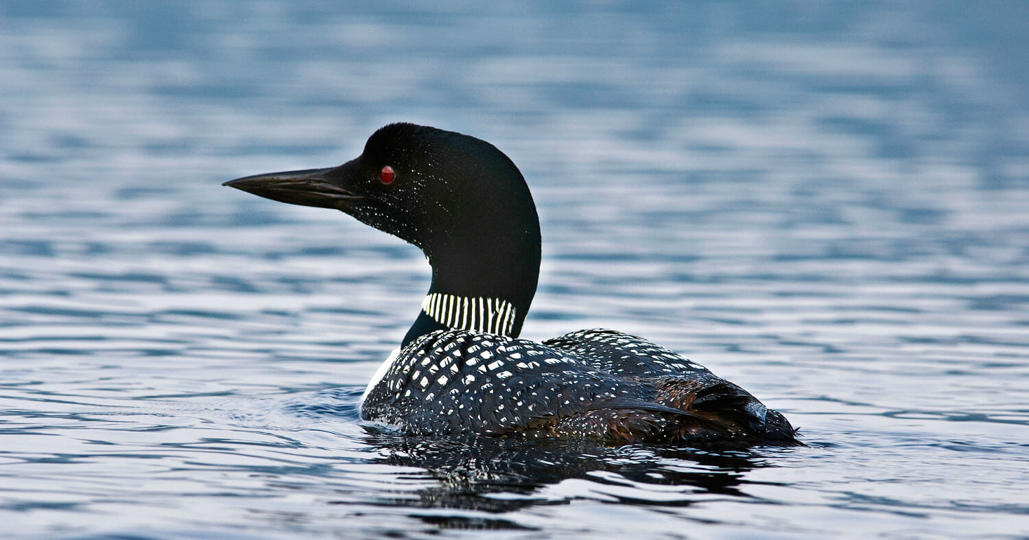 Loon