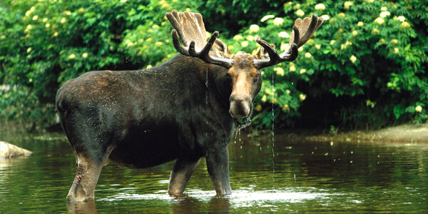 Moose in a Pond