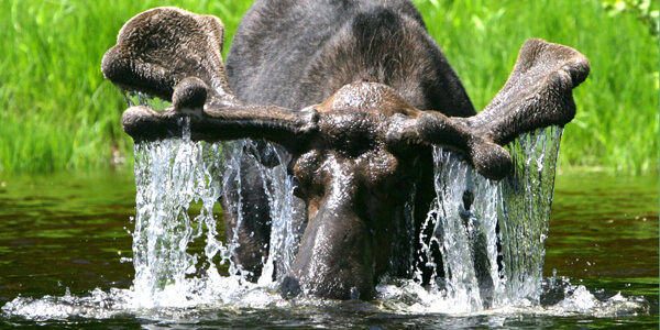 Moose Feeding