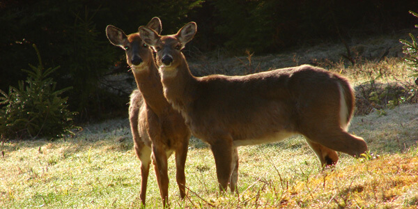 Two Deer