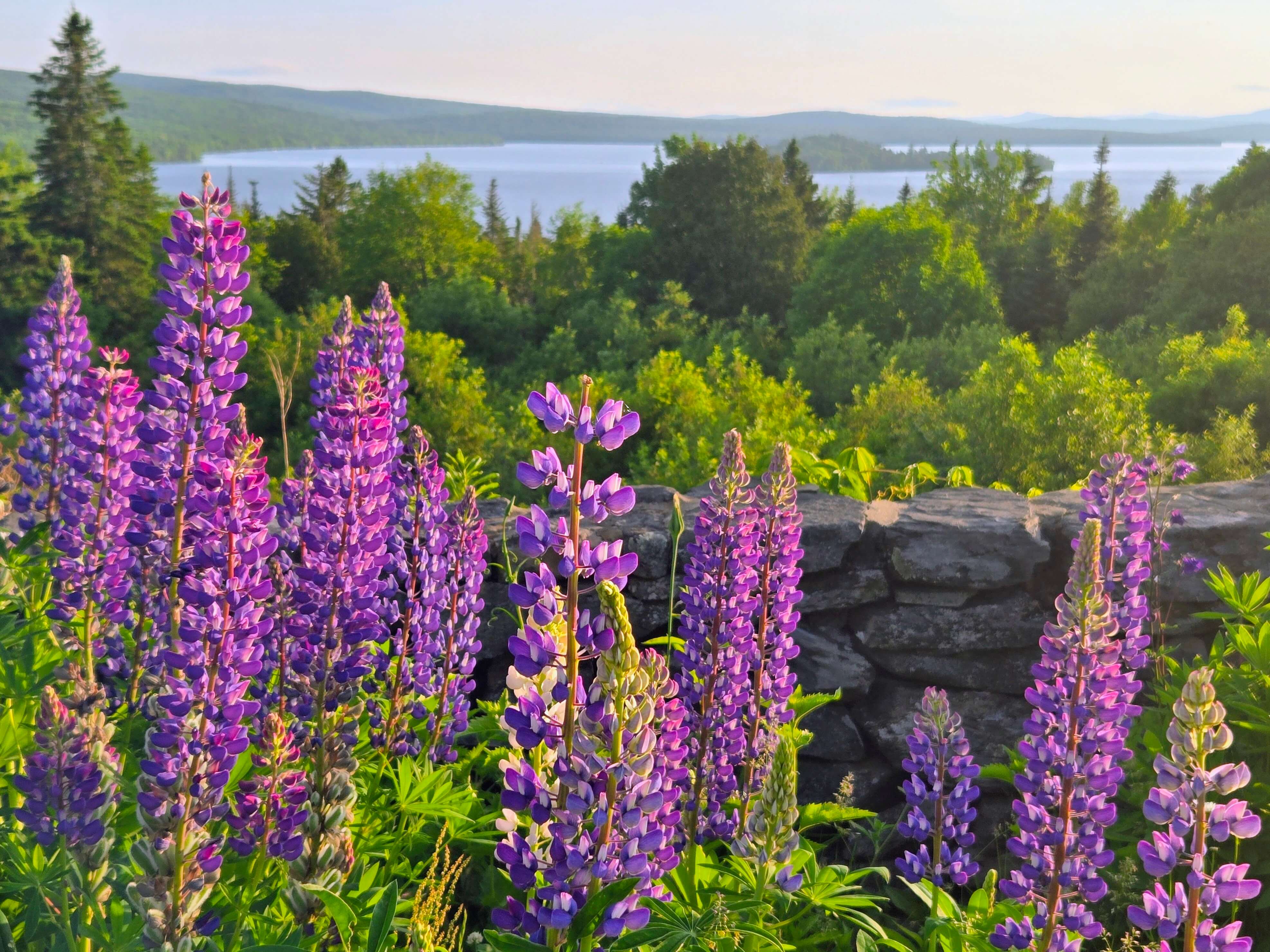 Cover Anna Pines Lupines Overlooking Rangeley Lake - Summer 2025 1 (1)