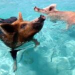 pigs-329x250