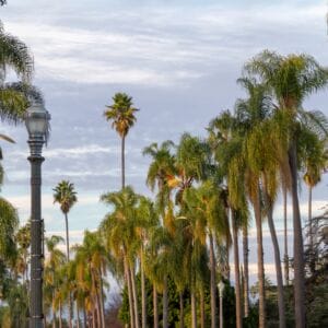 Afternoon view of a group of tall palm trees in Anaheim, California