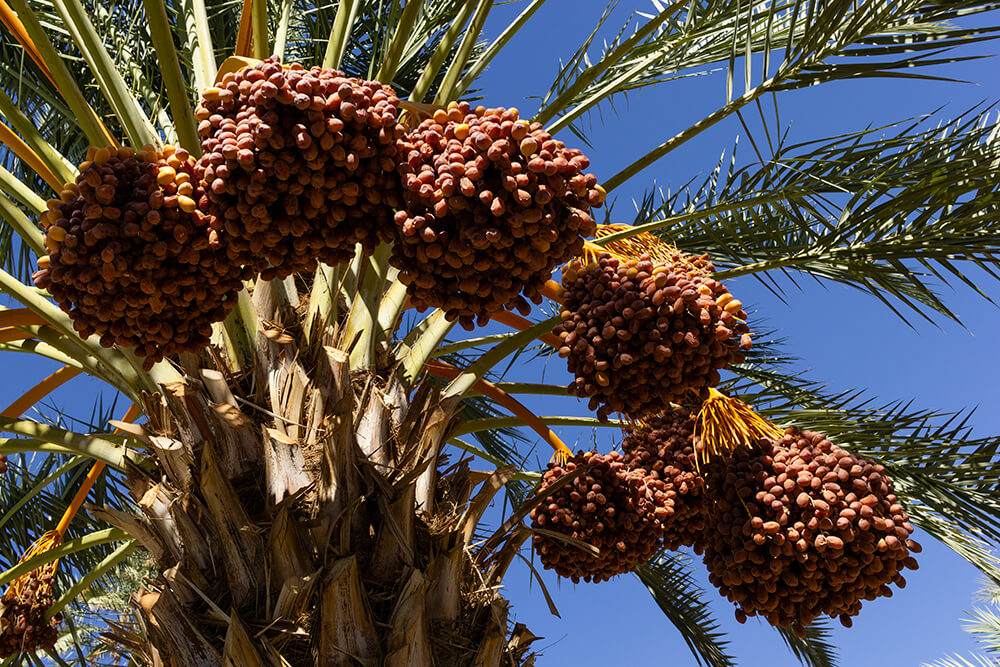Date palm close up