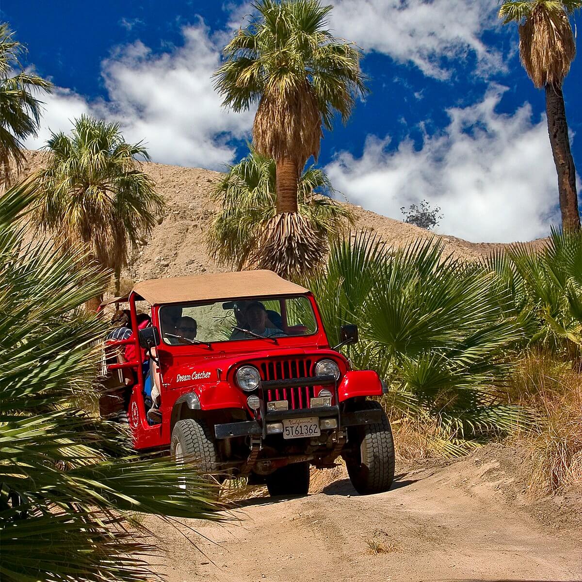 Jeep in natural palm oasis