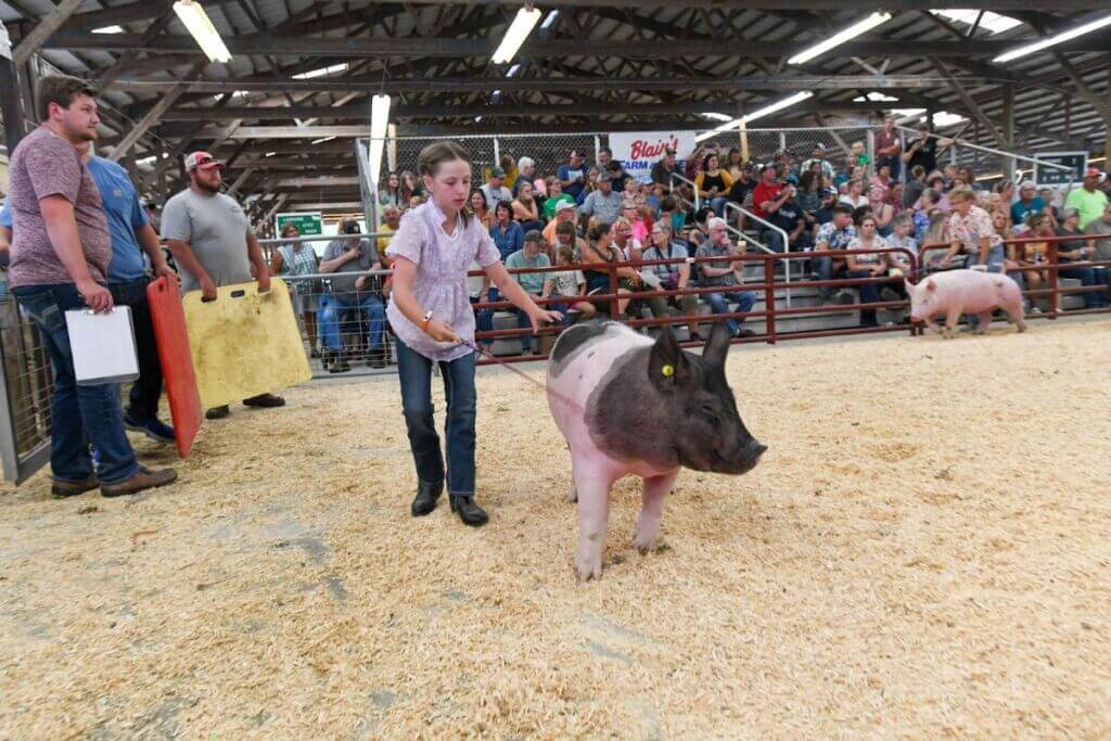 A girl shows her pig at the county fair