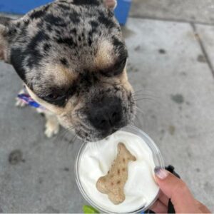 Harbor Country Dog Friendly Places