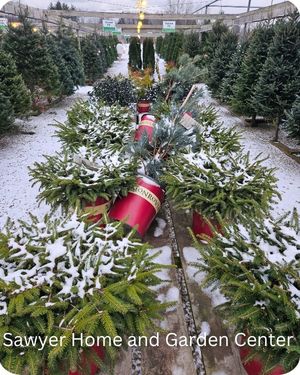 Harbor Country Michigan Find Your Christmas Tree