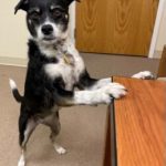 Mezzie Standing Next to Desk