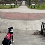 Mezzie sitting on steps