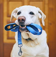 Dog with Leash