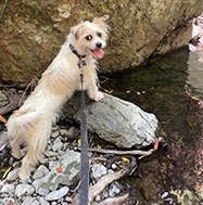 Small Dog at Waterfront