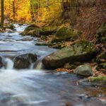 Stream Running Through a Forest