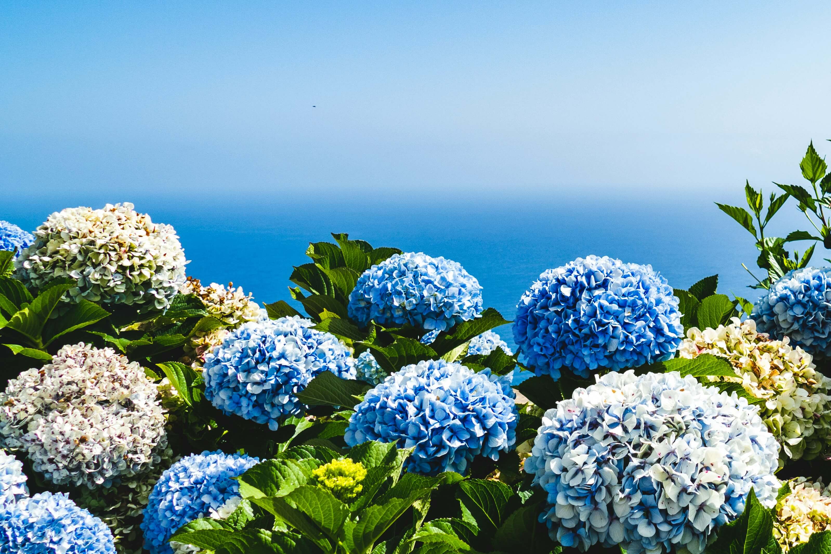 josefin-LvEOWMyr-Bc-unsplash Chatham MA Hydrageas