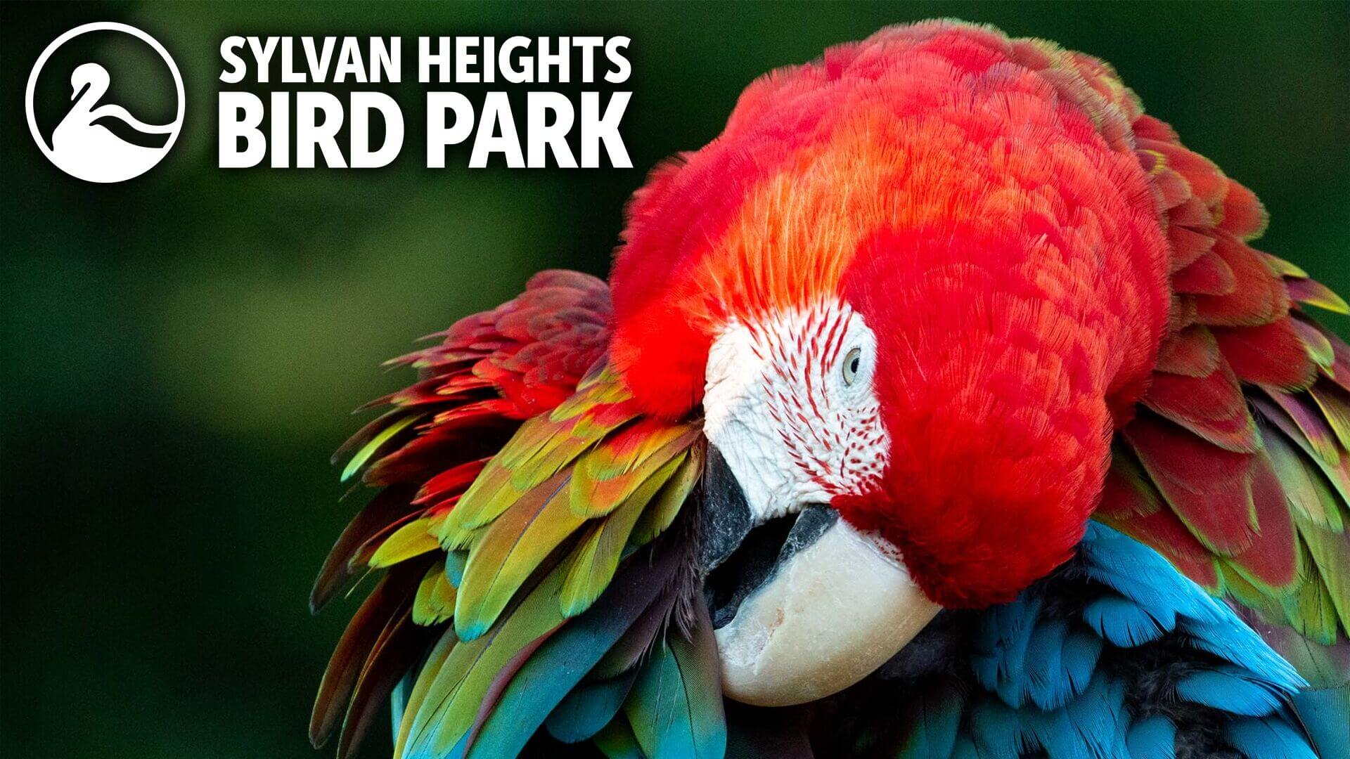 sylvan heights bird park