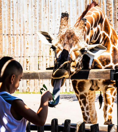 kid feeding giraffe