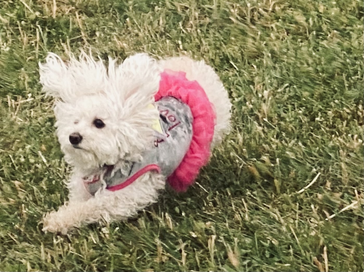 Umpqua Woofstock Festival