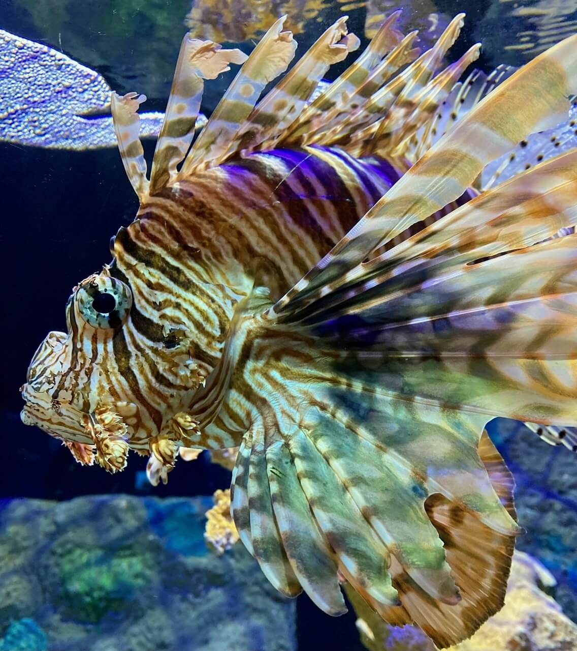 Photo of a Lion Fish at More Marine