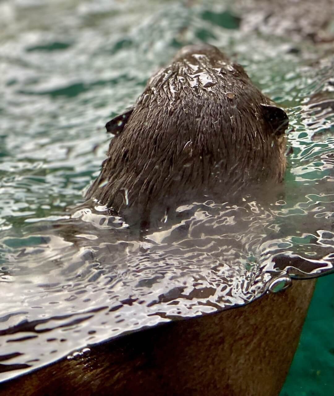 Photo of an otter swimming at Mote Marine