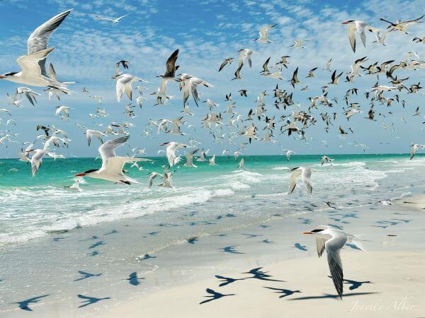 Birds on the beach.