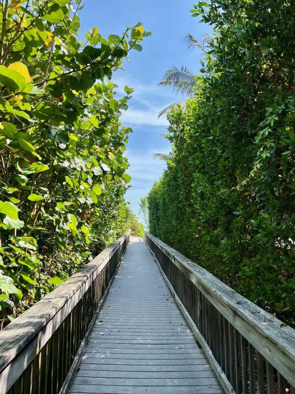 Wooden boardwalk with tall lush greenery on either side of the walkway.