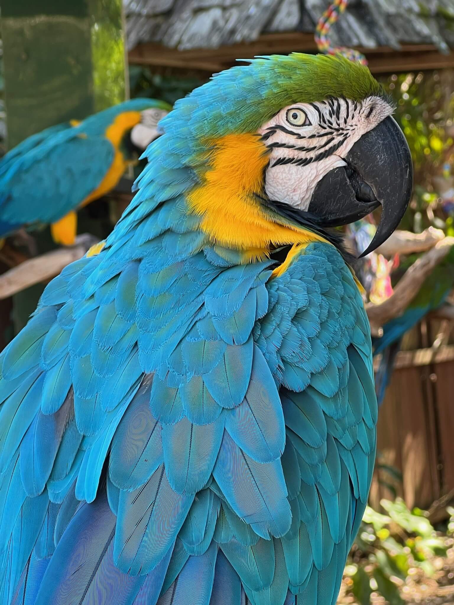 Photo of a parrot at Sarasota Jungle Gardens