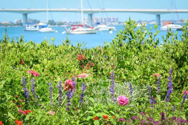 Photo of flowers at Marie Selby Botanical Gardens. Overlooking the Sarasota Bayfront.