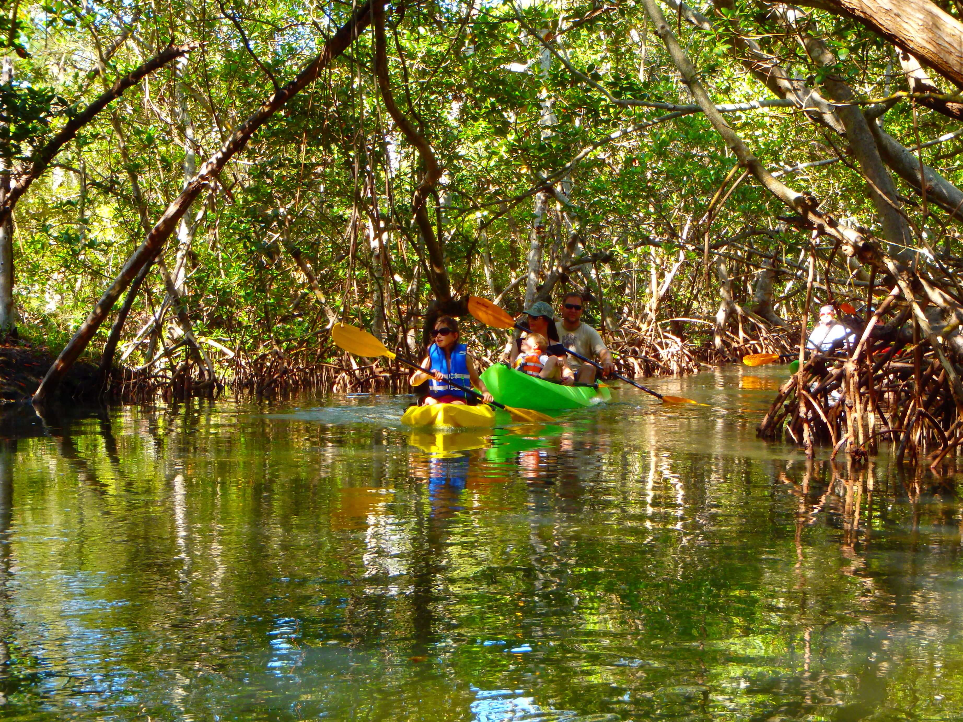 Family kayaking through the mangrove tunnels on Lido Key.