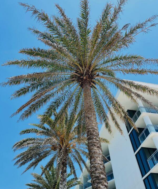 A photo looking up at the palm trees with the blue sky behind them.