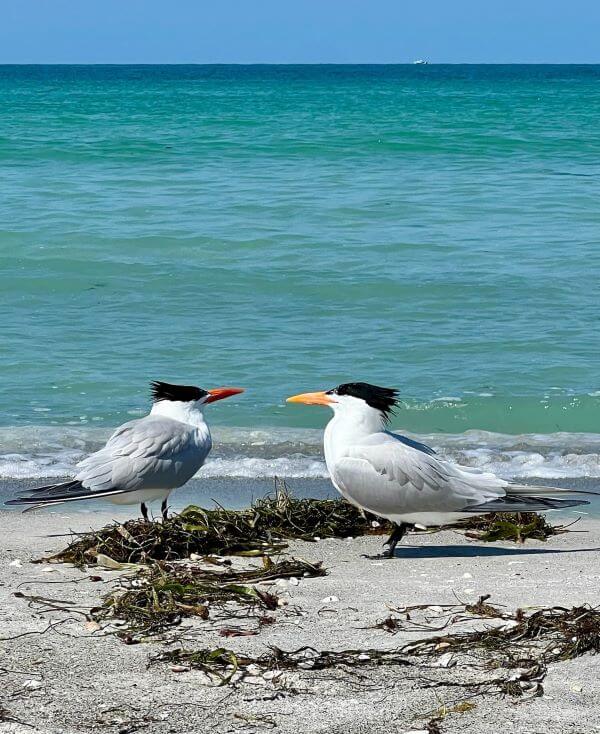 Two Royal Tern seabirds facing each other. Bright blue ocean is directly behind them. They are standing on seaweed that is laying all over the sand.